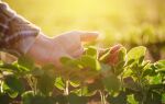 Calendrier de semis lunaire du jardinier pour 2019