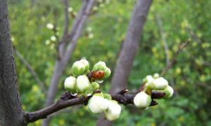 Народні прикмети: Квітень